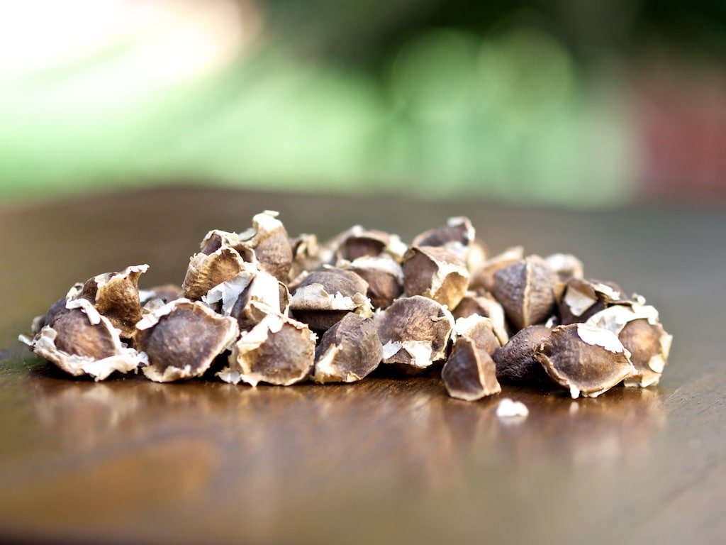 malunggay seeds for planting Moringa Seeds for Planting, Natural PKM1 Variety to Eat or Plant